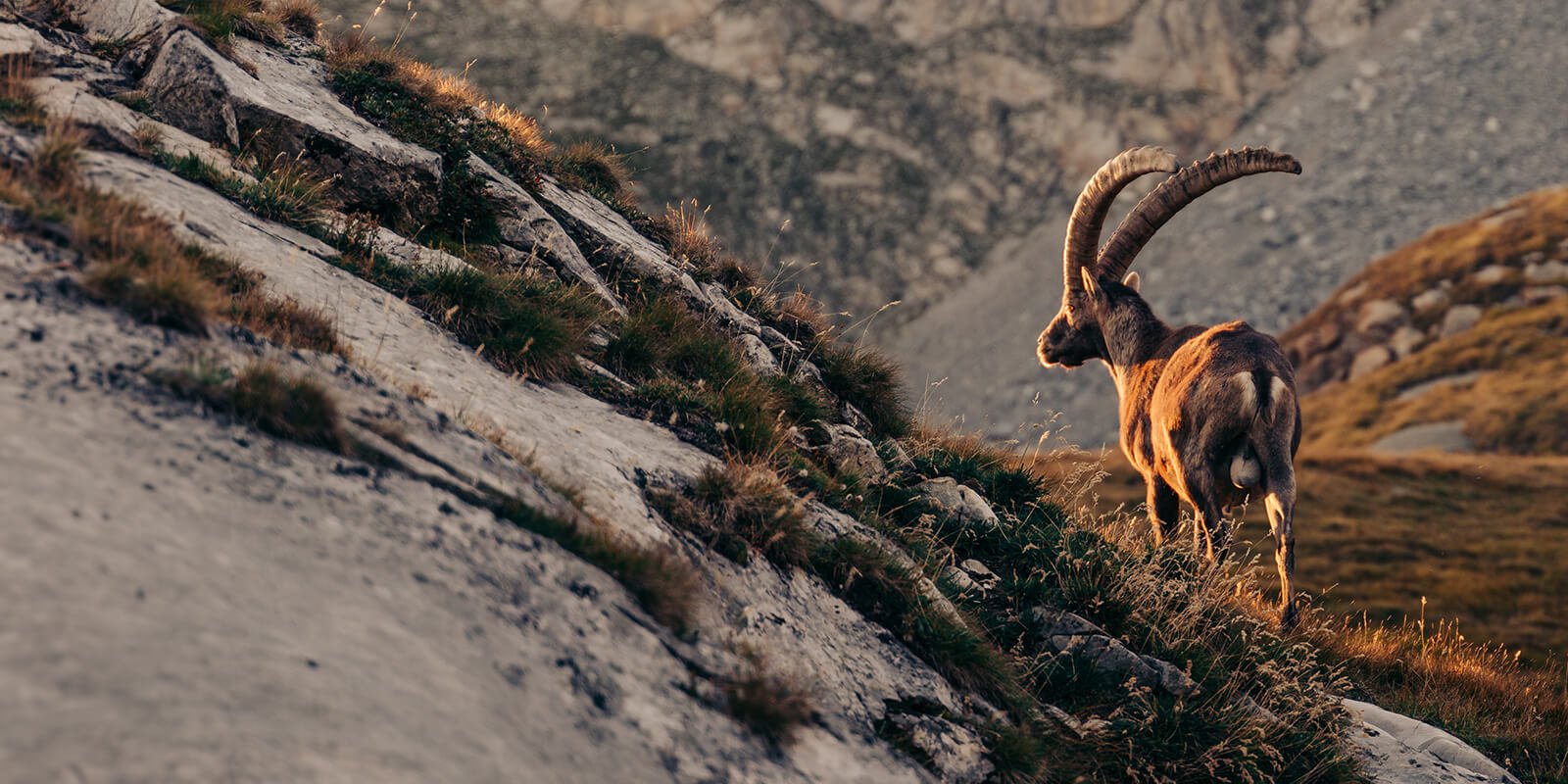 Ibex in mountain landscape