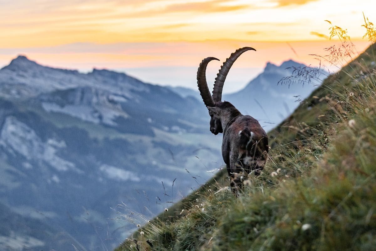 Ibex on steep mountainside